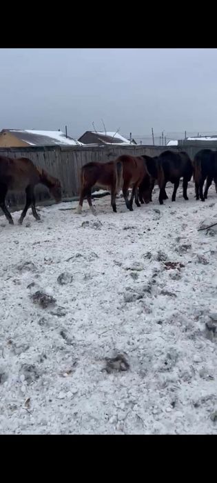 Продам жеребят.   .