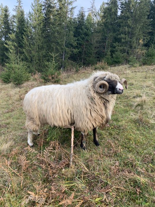 Berbec breaz de vanzare