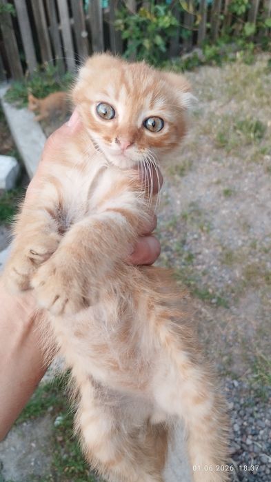 Котята котята Котята