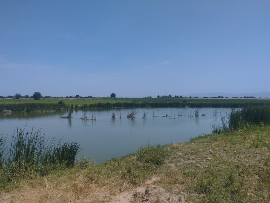 Аренда рыбхоз, готовый бизнес