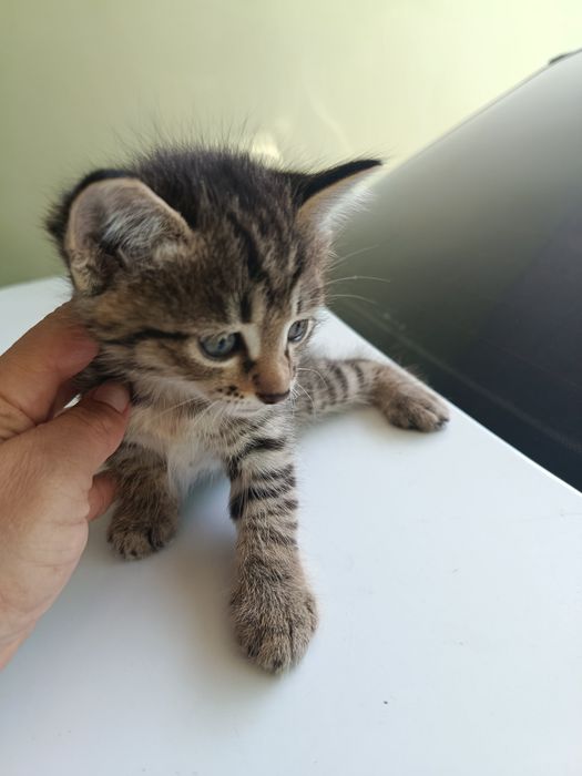 Отдаю котят даром