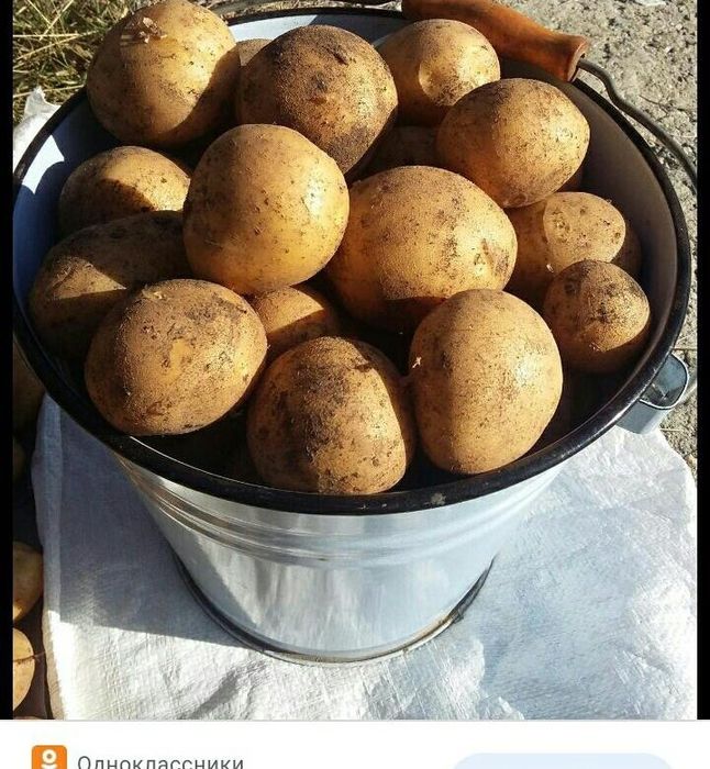 Картофель домашний