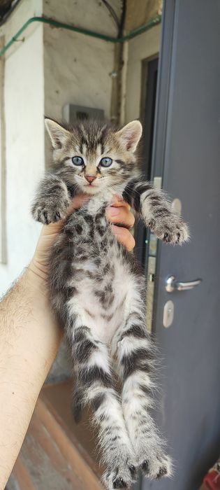 Мурлыкающие комочки счастья ищут дом