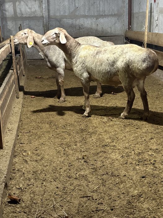 Арашан кошкар сатылады