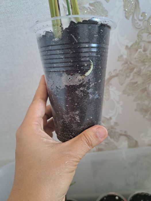 Монстара отростки