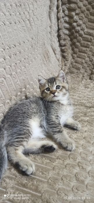 Продаются котята 2 месяца приучены к лотку.  Шиншилла