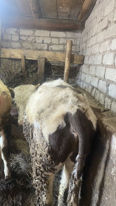 Продам на откорме