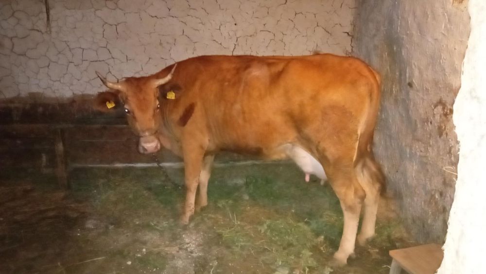 Vacă de vânzaree