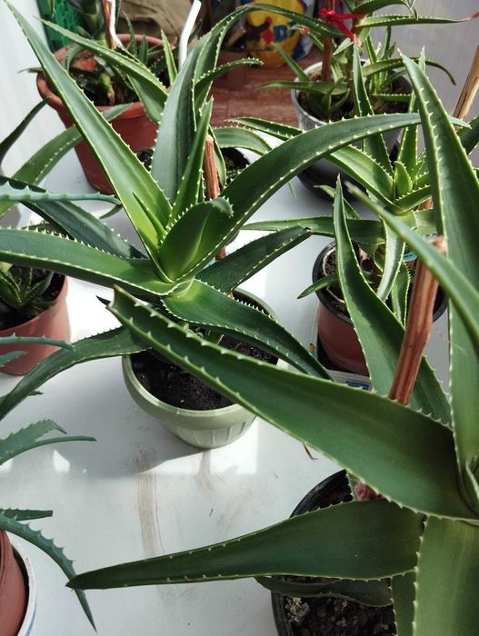 Plante Aloe Vera (1-3 ani) cu predare personală în Botoșani.