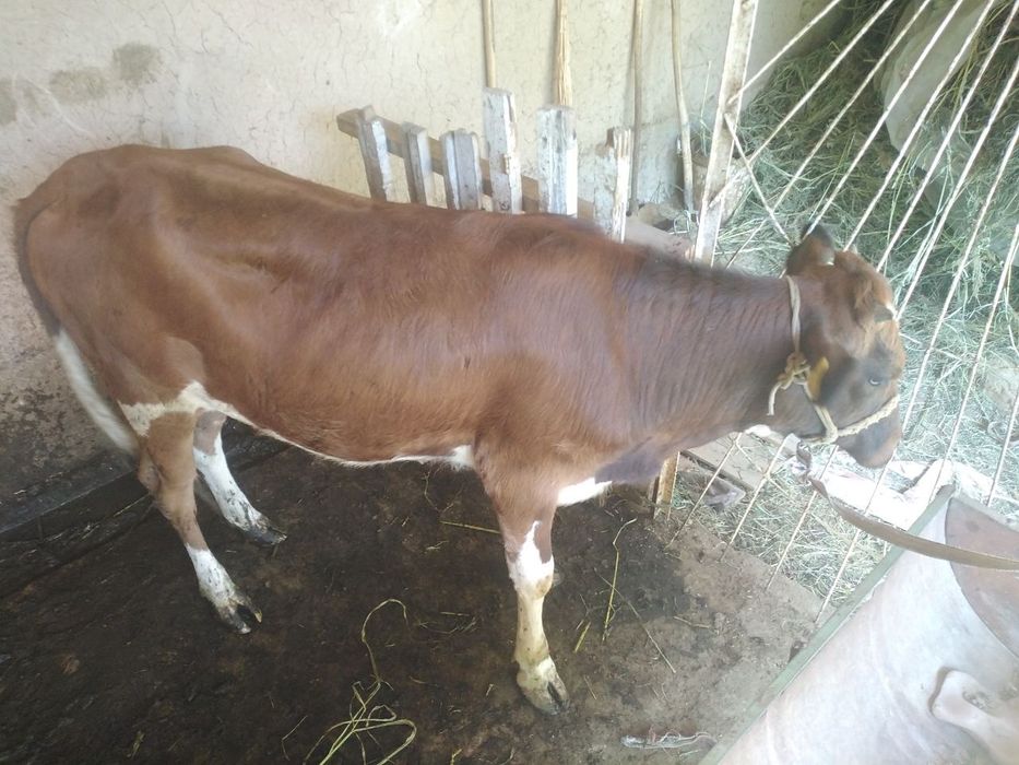 Buzoq gʻonajin sotiladi