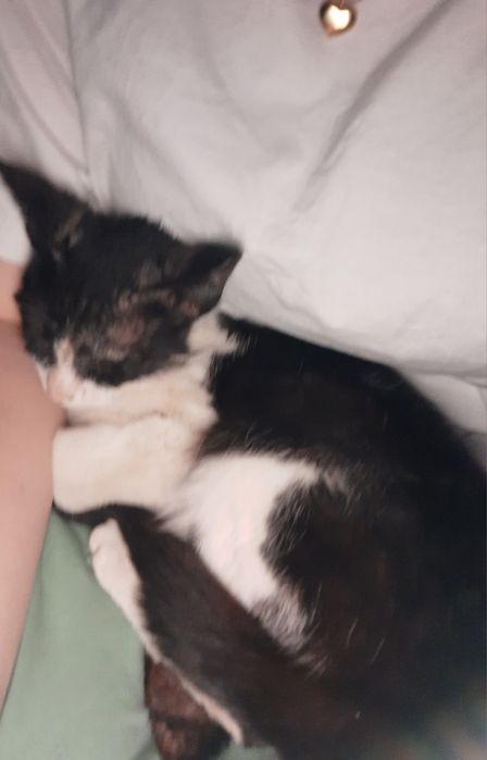 Котенок девочка бесплатно