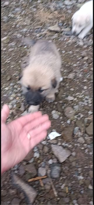 Catei de donat din malinois