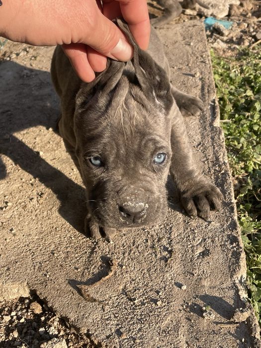 Кане Корсо Сивии