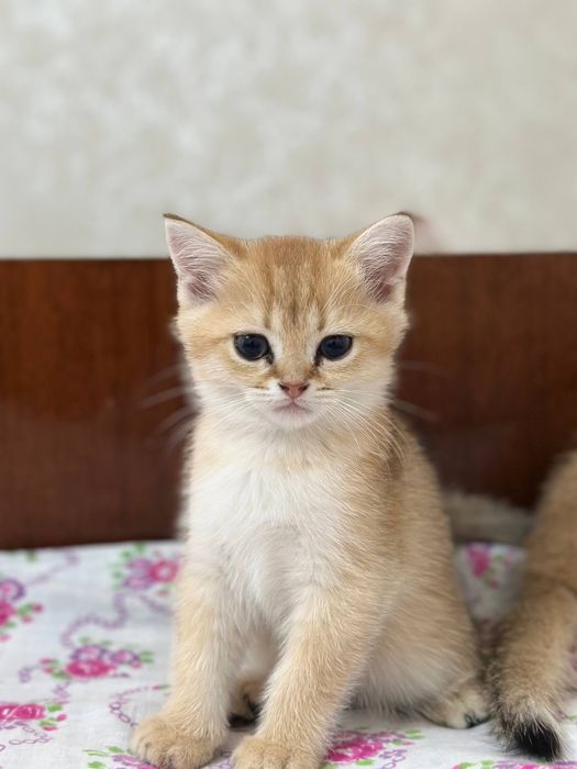 Mushuk bolasi sotiladi