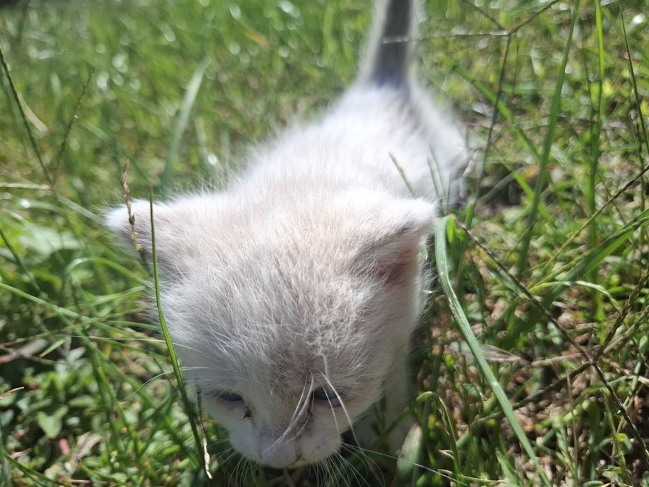 Отдам котят бесплатно