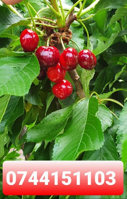 Sala evenimente 100 persoane +  Casă locuit !