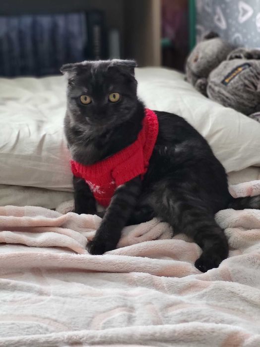 Вислоухая кошечка