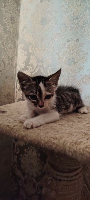 Отдам в добрые руки