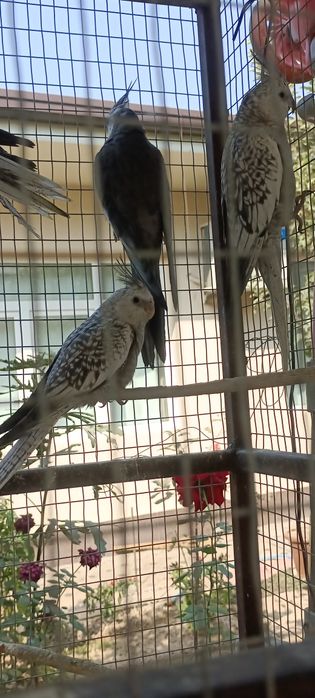 Pokiston paroda karella tòtilari sotiladi