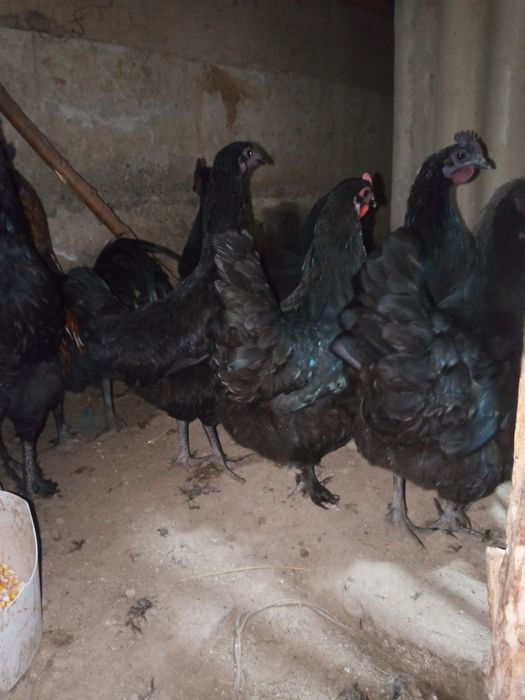 Тавик хораз тухим