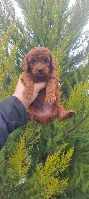 Пудел той пуделче