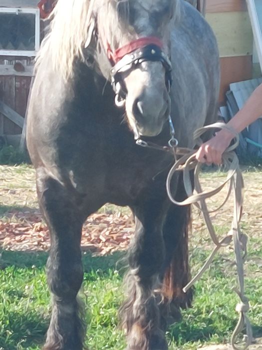 Armăsar sur de montă.armăsaru este cu genetică bună!