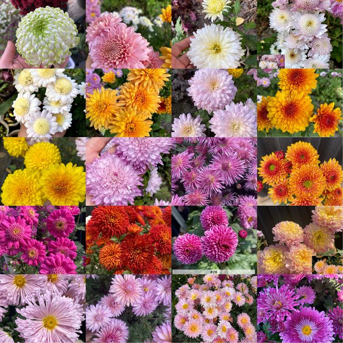 Корейская хризантема