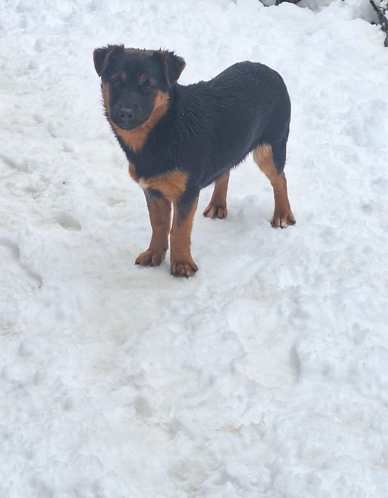 Oferim spre adopție căței minunați, plini de energie și iubire.