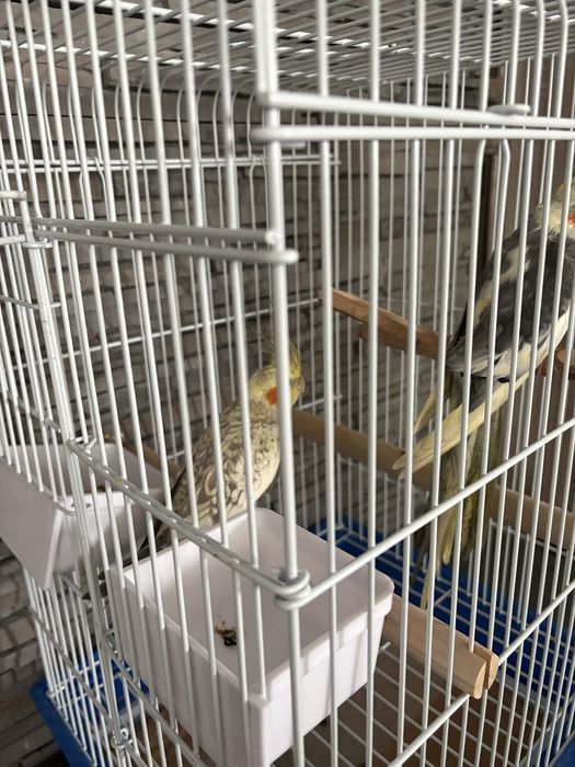 Pereche Nimfe tinere