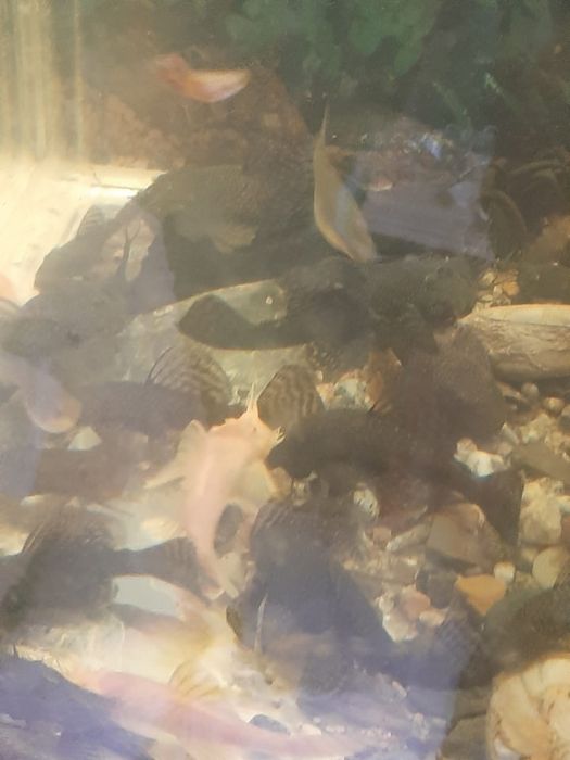 Продам анцитрусов