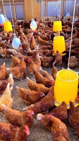 Vindem gaini de oua in tiata tara