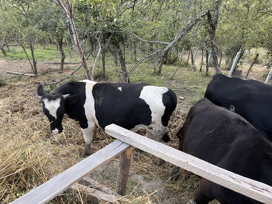 Vand 2 taursi si o juninca