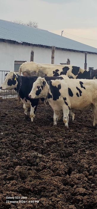 Продаётся Телка и бычок