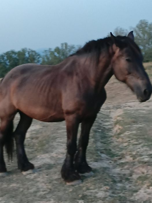 Iapa de vinzare  n
