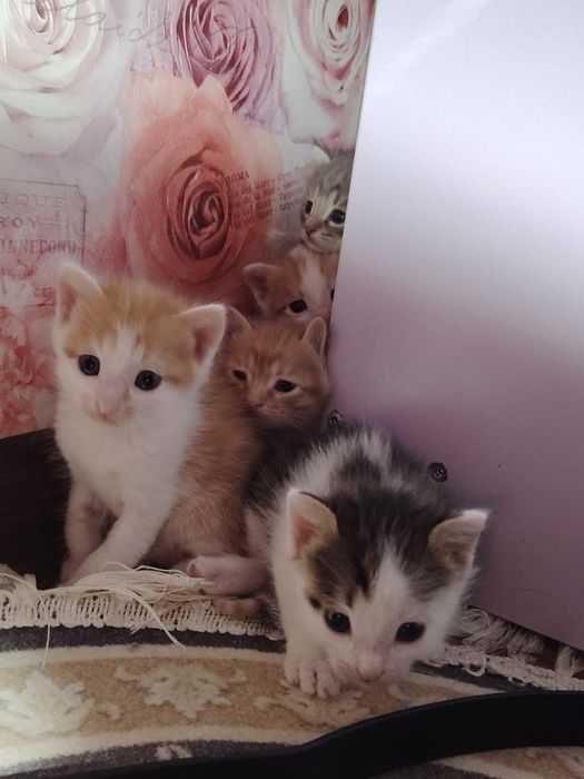 Отдам котят в добрые руки