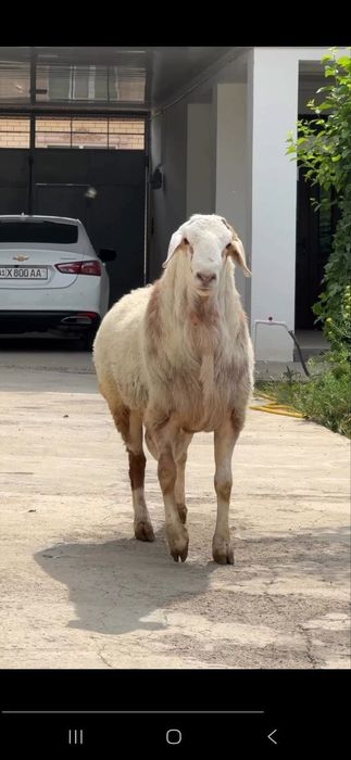 Aqiqa Uchun Semiz Qo‘y – qochqor Tezkor Yetkazish