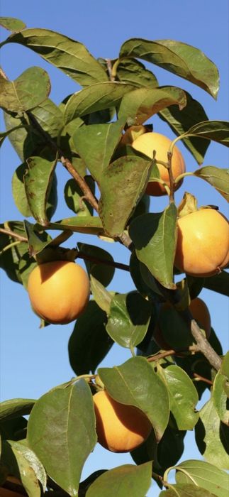 Cais.Prun Nuci Chandler Aluni Visin Castan.Kaki.Rodi. Ciresi 
Paulowni