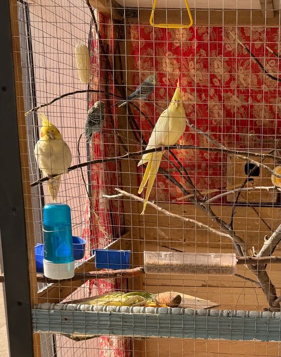 Корелла_Самка (мода-ургочи)