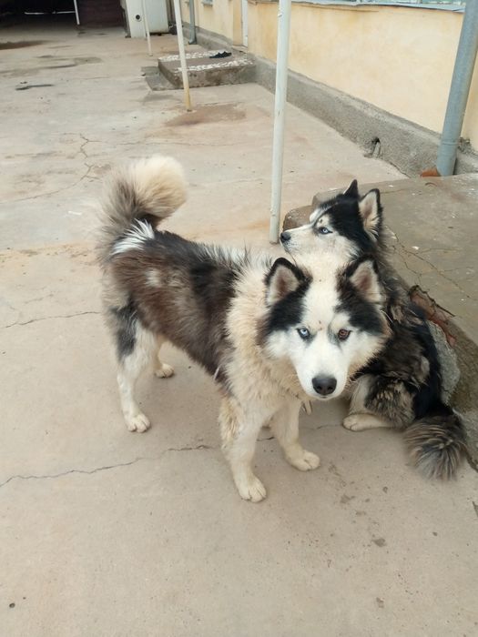 Xaski sotiladi erkak 1 yow