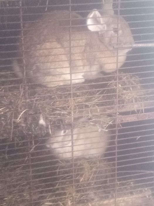 Vând iepuroaica și iepuroi