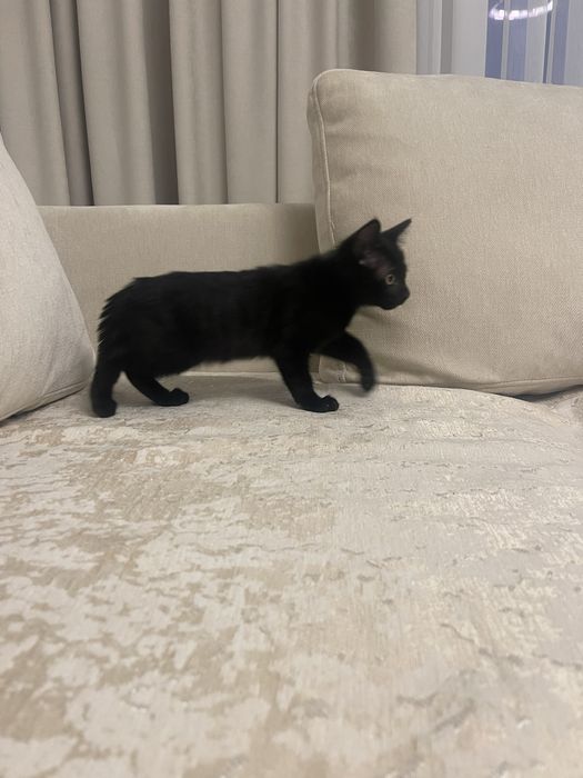 Продам домашнего котенка