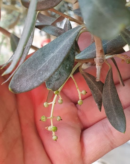 Оливковое дерево. Зайтун дарахти