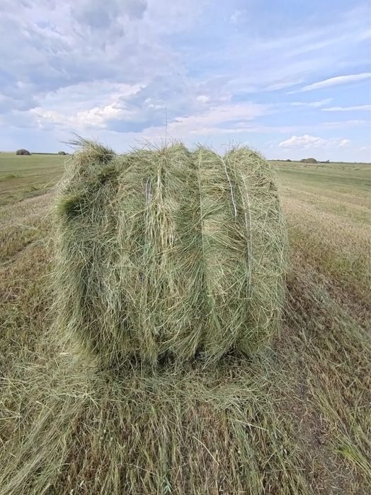Продам рулонное сено