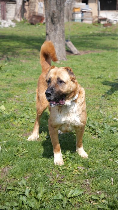 Булочка. Кангал ищет семью. Девочка