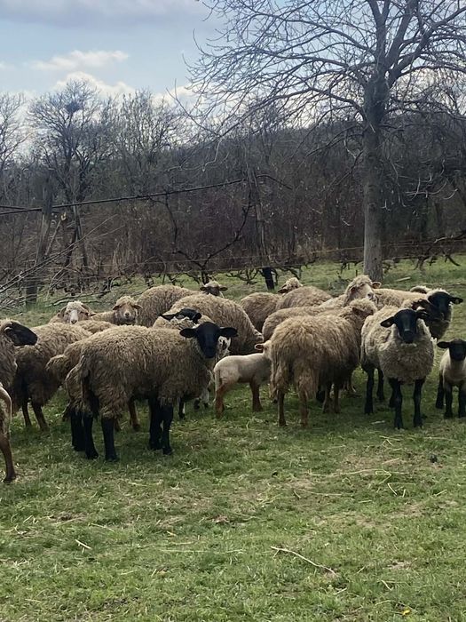 Vând 2 oi și un miel suffolk