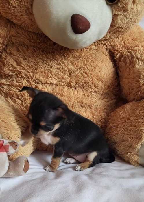 Кученцата Чихуахуа