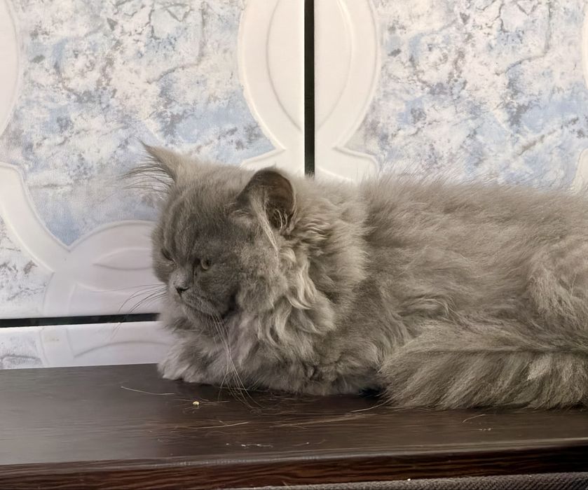 British longhair  femela cu pedigree