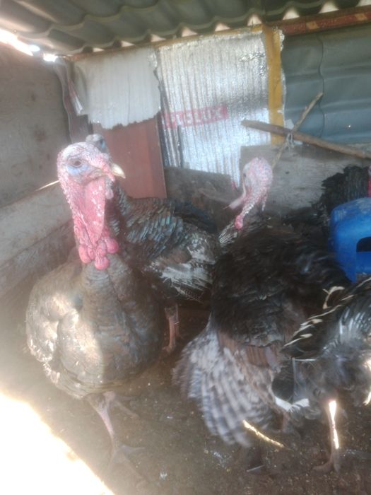 Индюков гибрид продам