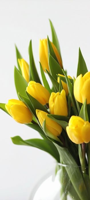 Тюльпаны премиум класса на 8 Марта!