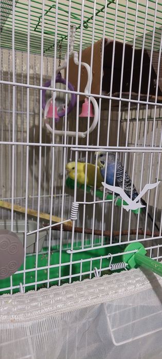 Peruși de vinzare jud Constanța